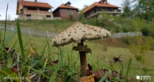 Branje gljiva, lekovitog bilja i šumskih plodova • Sunčev breg
